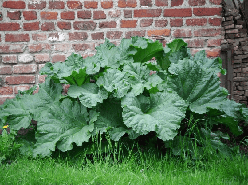 Des images de diffrentes plantes